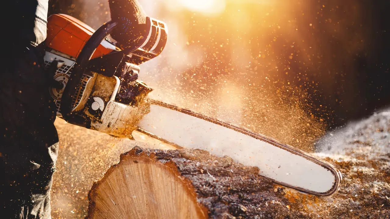 Att fälla träd med omtanke