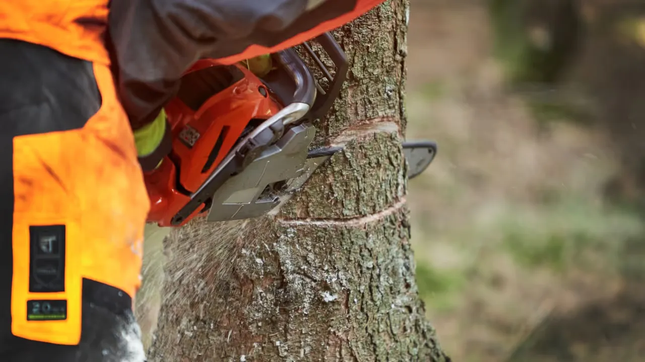 Att fälla träd med omtanke och respekt