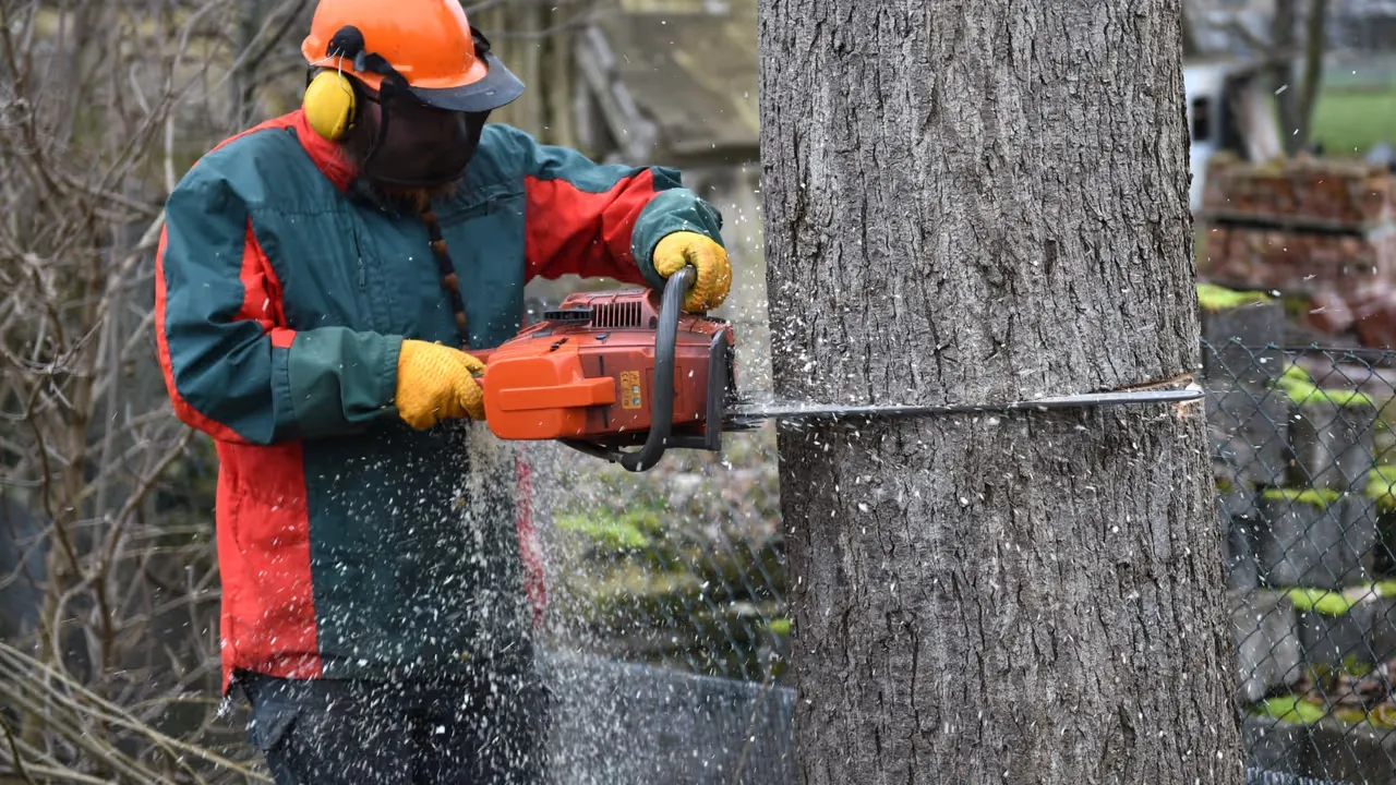 Att fälla träd med säkerhet och stil