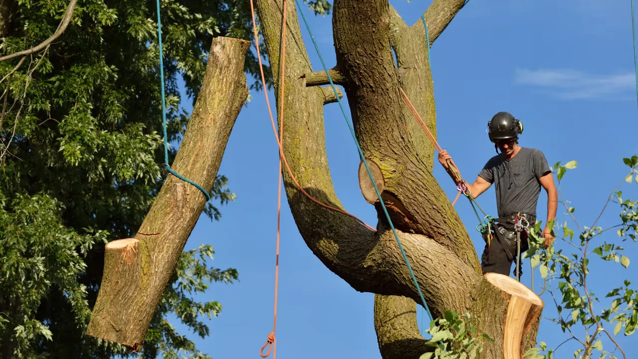 Fälla träd med eftertanke och kunskap