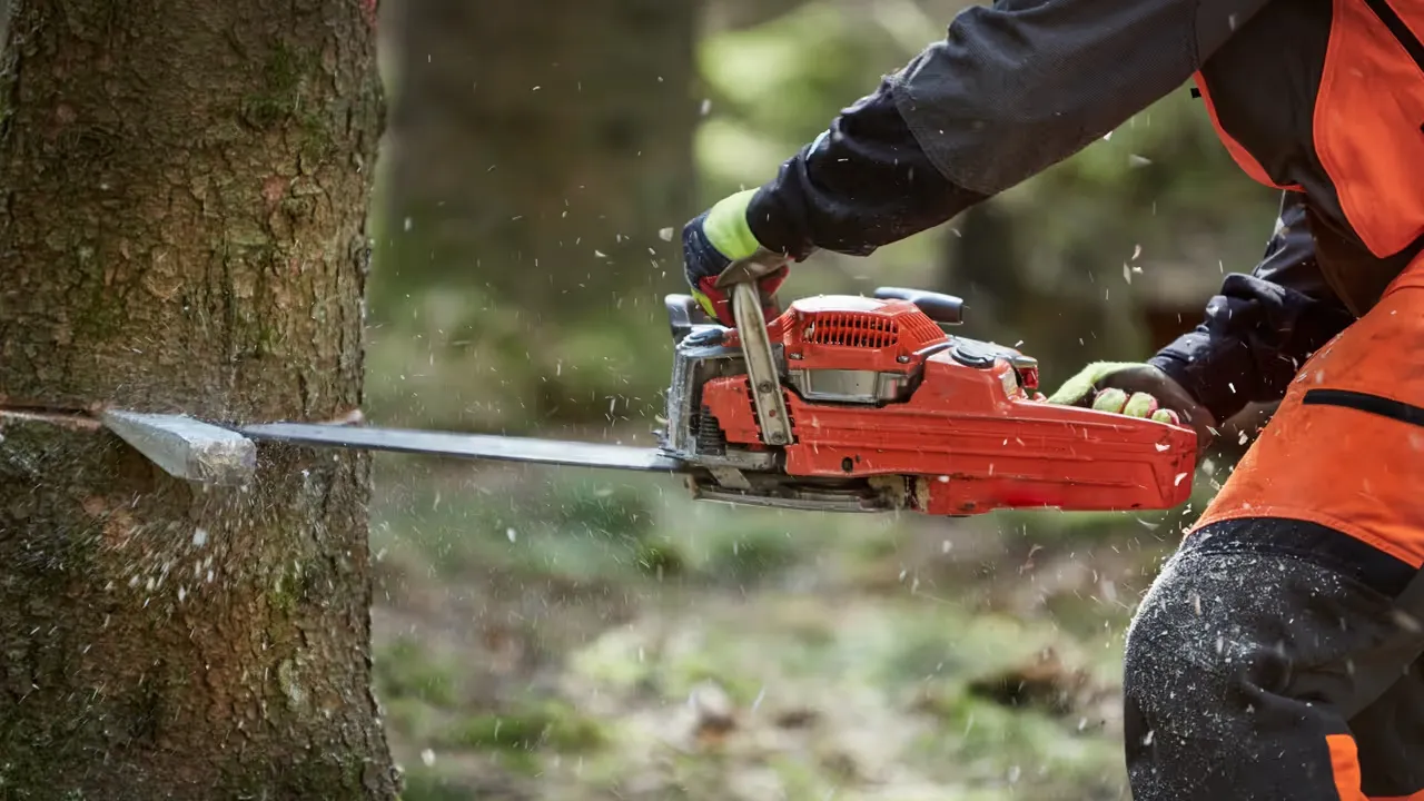 Konsten och utmaningen med trädfällning