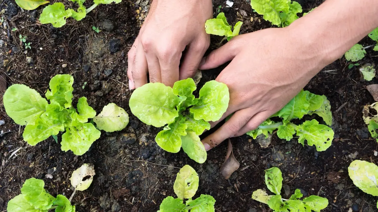 Vad är biodynamisk trädgårdsskötsel